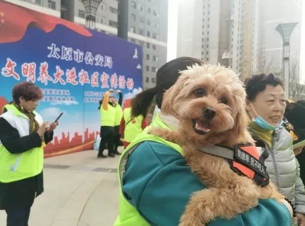 你见过狗狗现场领证吗附太原犬证办理指南