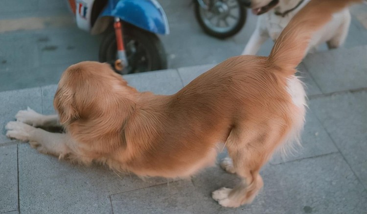 狗狗对你翘屁股原来不是在跟你玩而是有这些意思