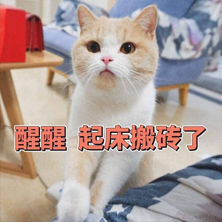 养猫久了才知道，猫咪一大早叫你起床，是想告诉你这些事！