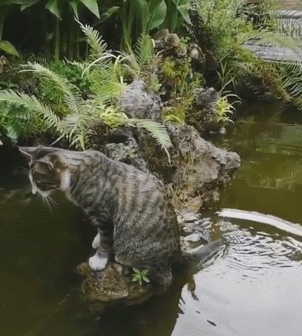 猫界最不忠诚的几种猫真的不值得买越养越心累！