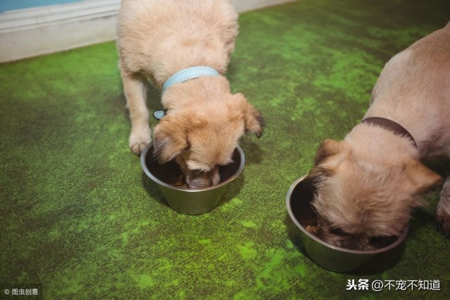 你知道为什么狗狗不能一直吃幼犬粮吗