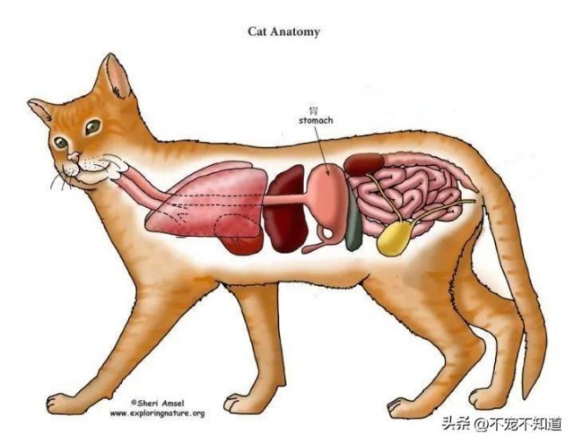 猫长时间呕吐？也许不是一般的胃病