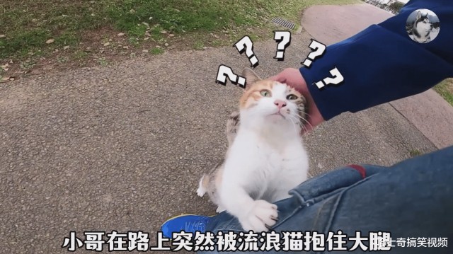 那人走在路上，突然被流浪猫抱住大腿求助，结局太暖和了