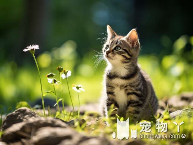 养布偶猫的花费及注意事项