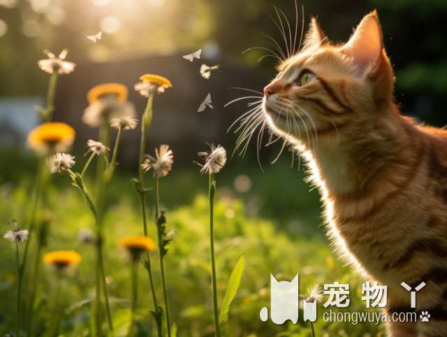 猫舍里有你喜欢的萌宠吗?