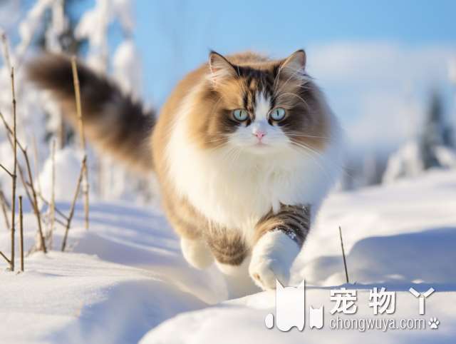 本想让喵主子选择喜欢的猫粮 可橘猫表示太小看我了吧！